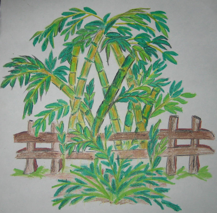 900x886 Bamboo Drawing - Bamboo Tree Drawing