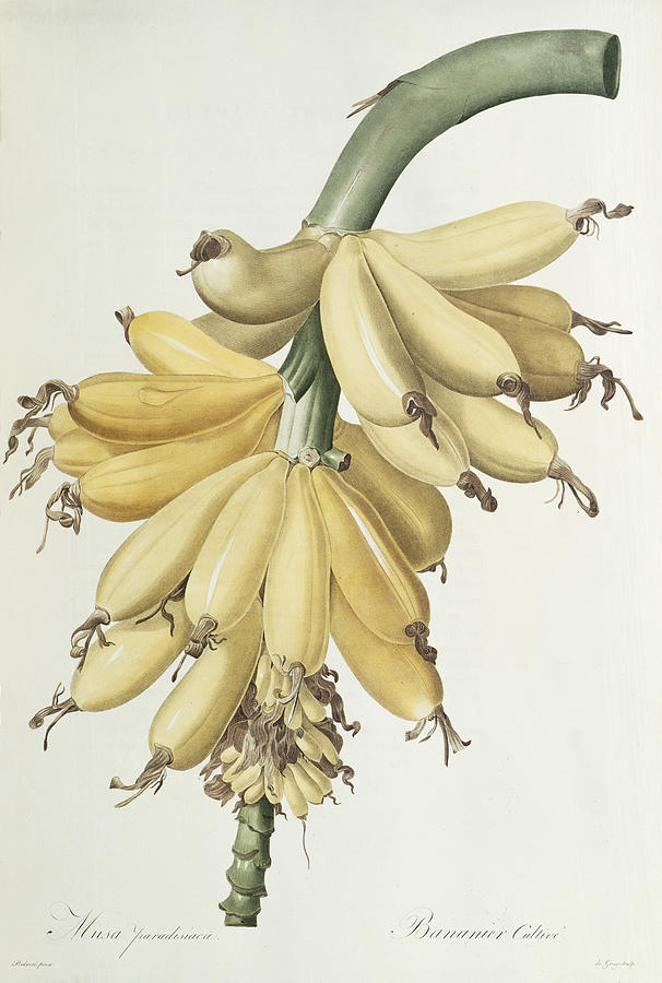 606x900 bananas drawing - Banana Drawing