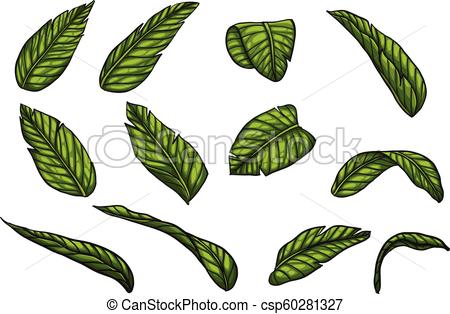 450x314 Banana Leaf Vector - Banana Leaf Drawing