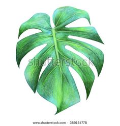 236x246 Image Result For Banana Leaf Sketch Visual Art Leaves Sketch - Banana Leaf Drawing