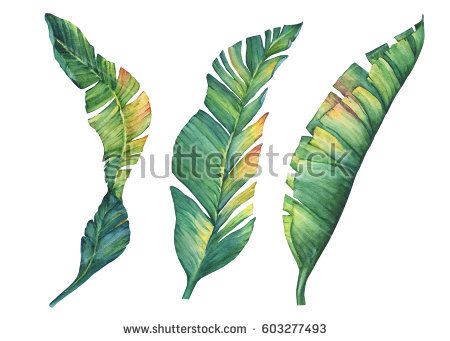 450x341 Set Of Exotic Tropical Banana Leaves Hand Drawn Watercolor - Banana Leaf Drawing