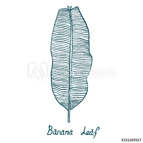 500x500 Sweet Banana Leaf, Hand Drawn Doodle, Sketch In Pop Art Style - Banana Leaf Drawing