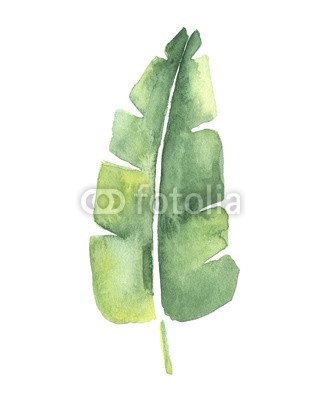 320x400 Watercolor Drawing Of A Tropical Banana Leaf Buy Photos Ap - Banana Leaf Drawing