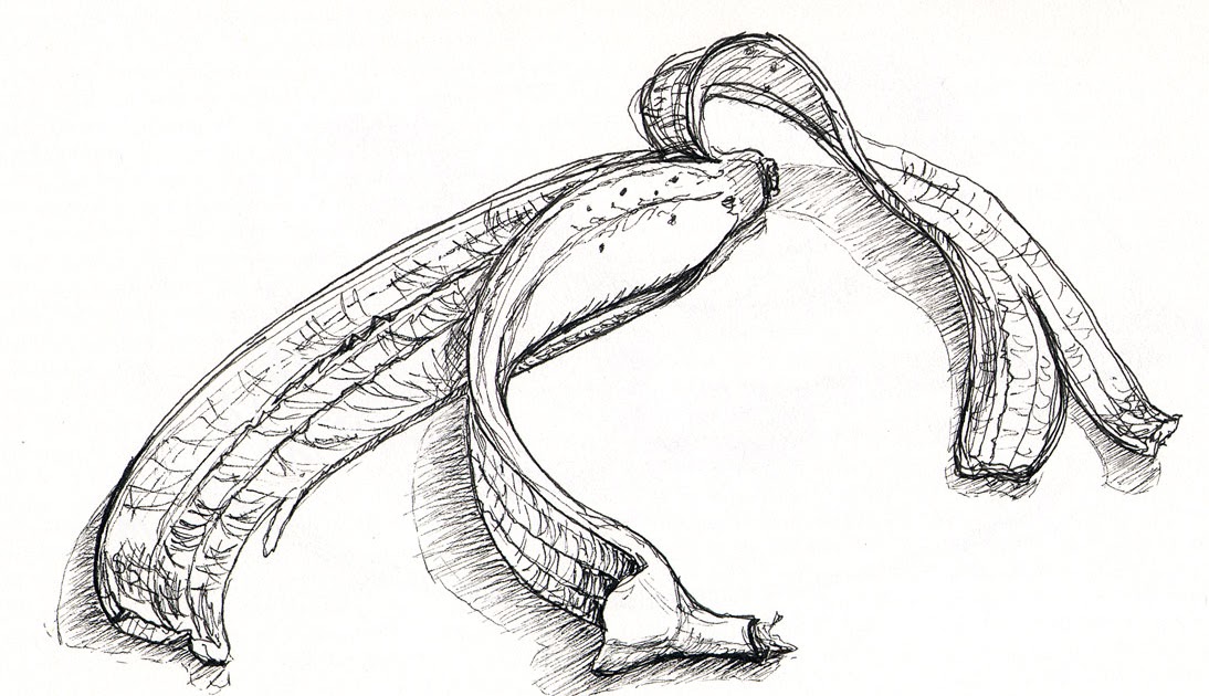 1094x630 banana drawing banana peel for free download - Banana Peel Drawing