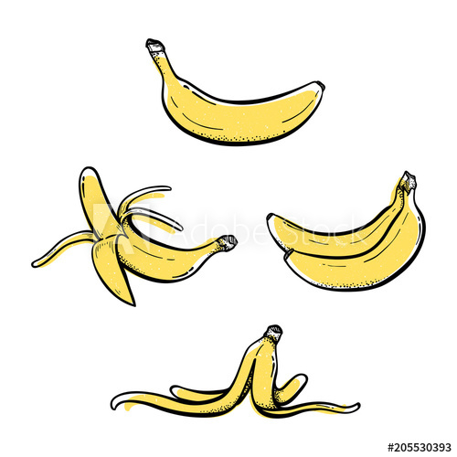 500x500 Set Of Hand Drawn Banana Illustrations Vector Sketch Drawing - Banana Sketch Drawing