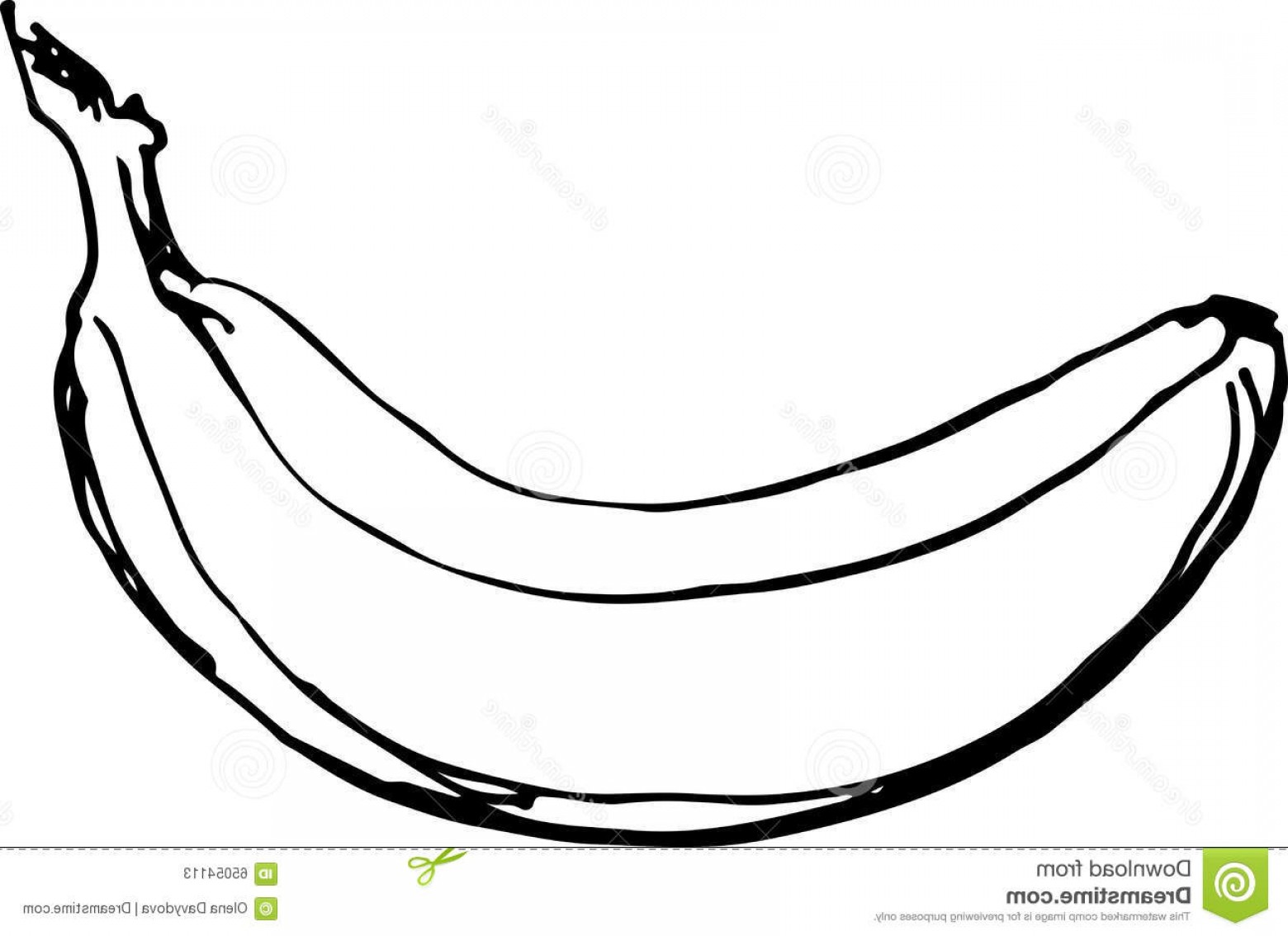 1560x1134 stock illustration banana vector illustration sketch as image - Banana Sketch Drawing