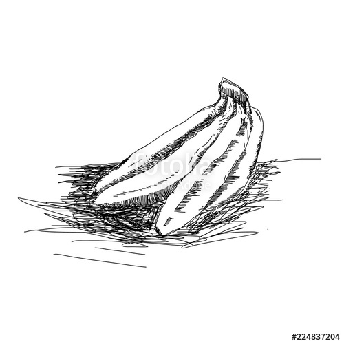 500x500 Banana Sketch Drawing Stock Image And Royalty Free Vector - Banana Sketch Drawing