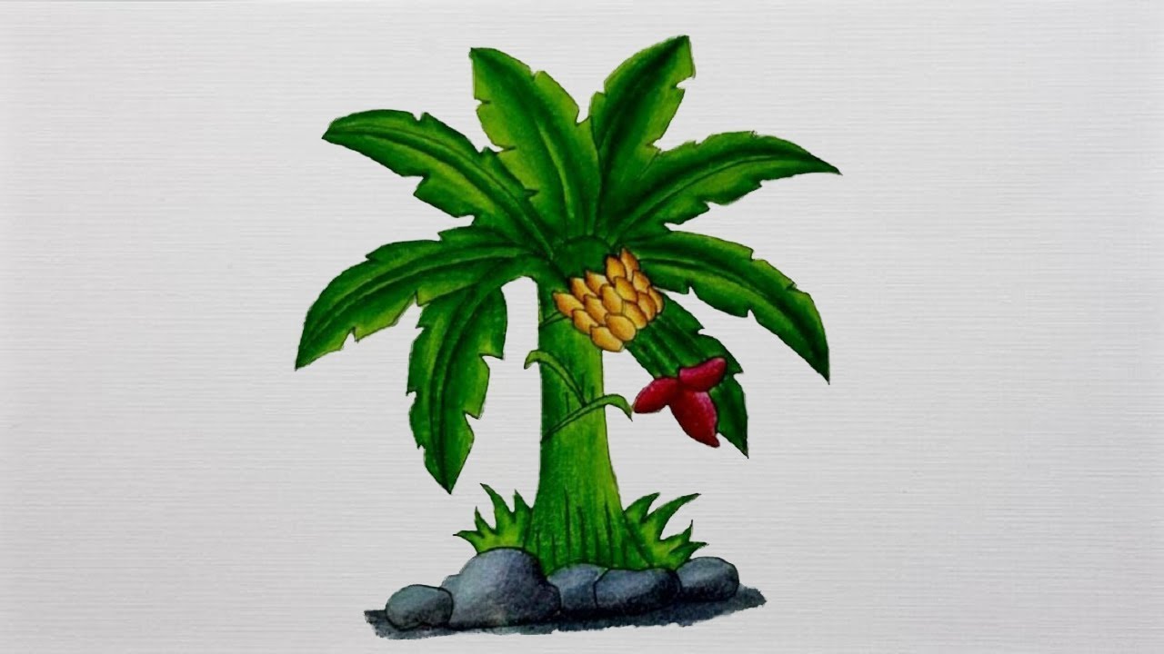 1280x720 Banana Tree Drawing How To Draw Banana Tree Realistic Banana - Banana Tree Drawing