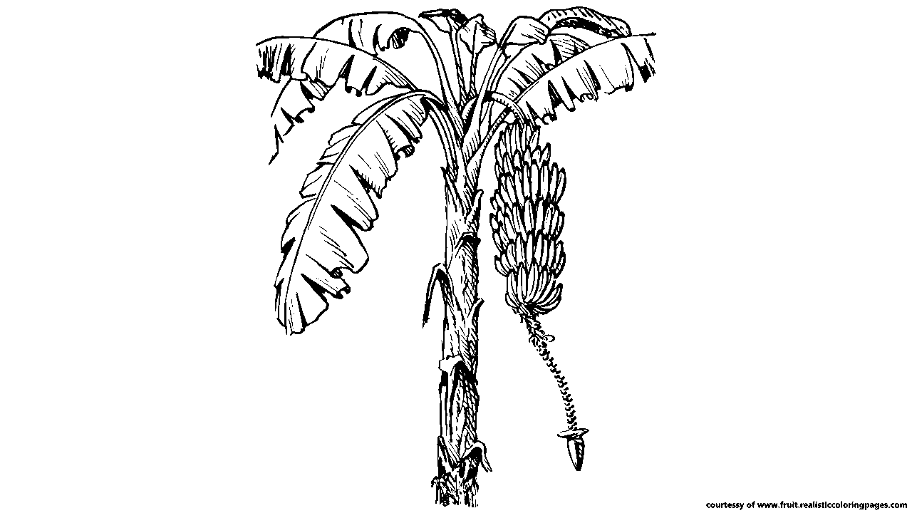 Banana Tree Drawing at Explore collection of