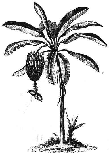 384x538 Bananas Characteristics - Banana Tree Drawing