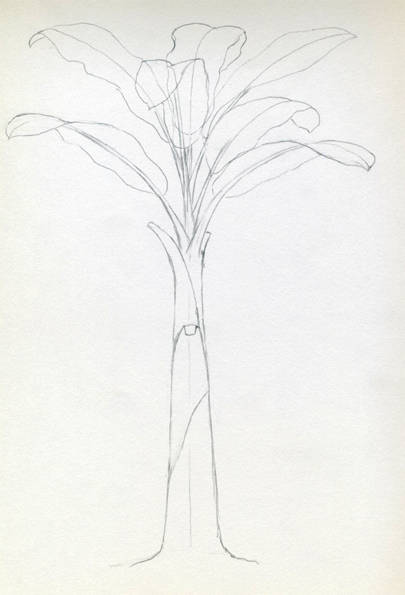 589x865 How To Draw Banana Tree - Banana Tree Drawing