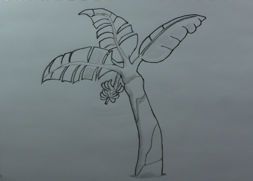 496x355 How To Draw A Banana Tree Or Plantain Tree Step - Banana Tree Drawing