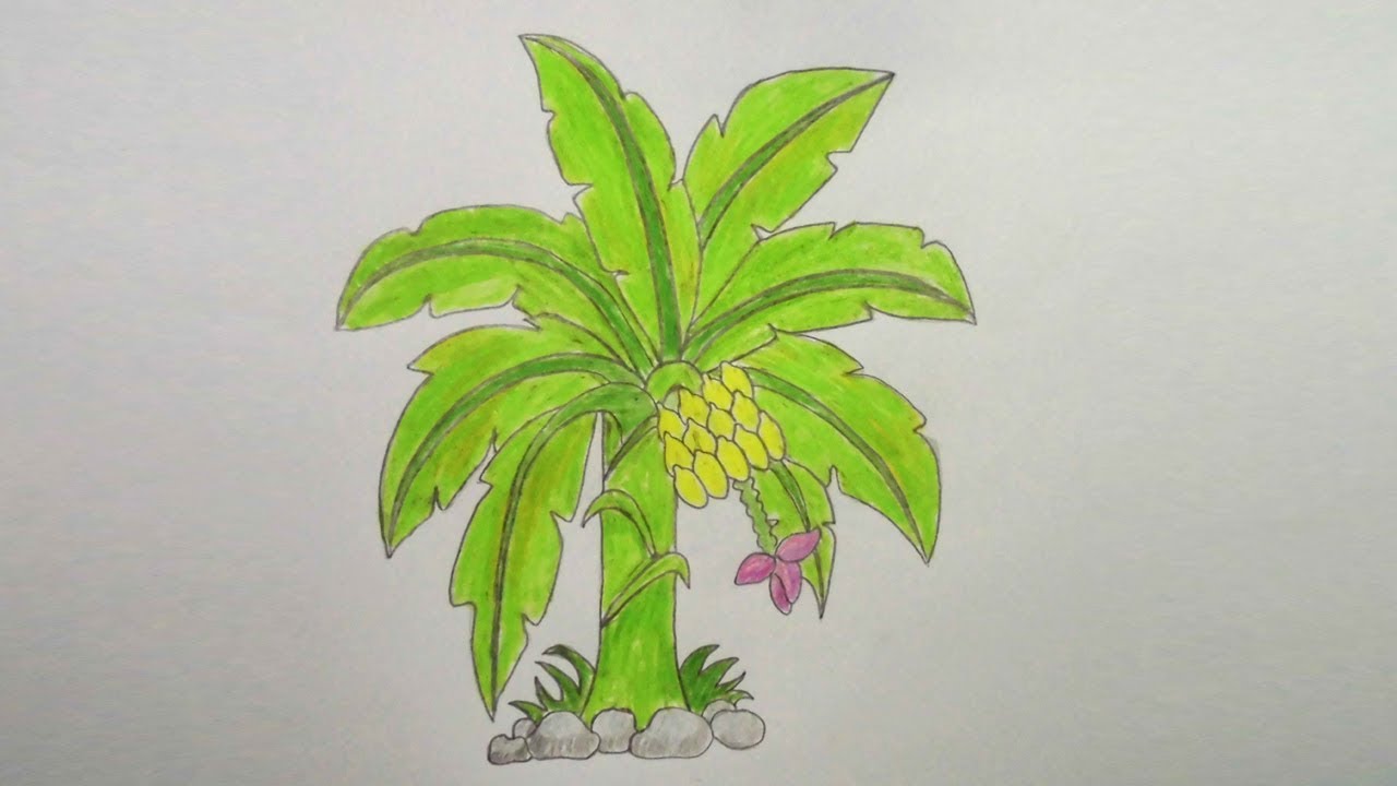  Banana Tree Drawing at PaintingValley.com Explore collection of 