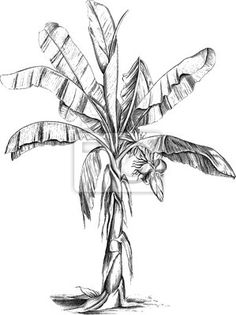 Sketch Banana Tree Drawing 