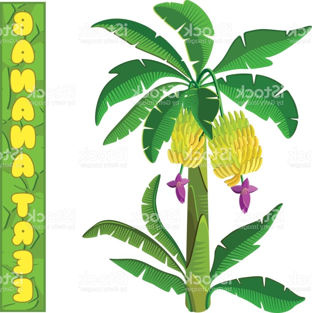 1019x1024 Top Banana Tree Vector Drawing - Banana Tree Drawing