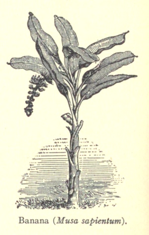 300x473 Vintage Banana Tree Drawing - Banana Tree Drawing