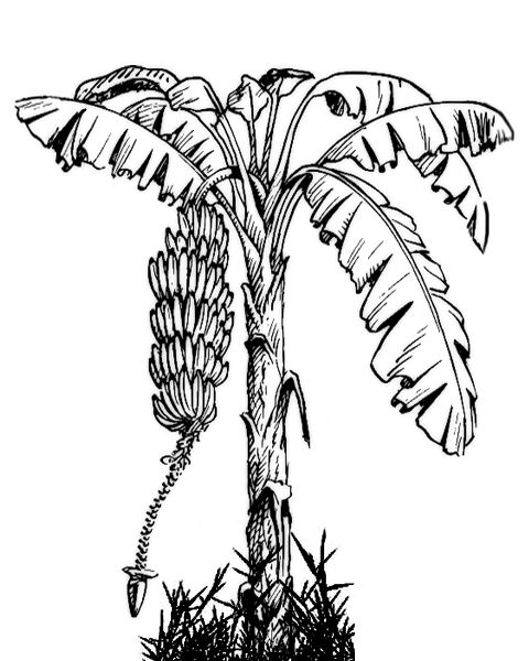 480x600 Banana Tree Drawing - Banana Tree Drawing
