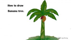 300x169 Banana Tree Drawing Step - Banana Tree Drawing