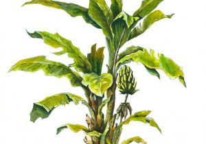 300x210 Banana Tree Pencil Sketches How To Draw Banana Tree Stepstep - Banana Tree Drawing