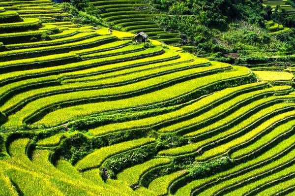 Banaue Rice Terraces Sketch at PaintingValley.com | Explore collection ...