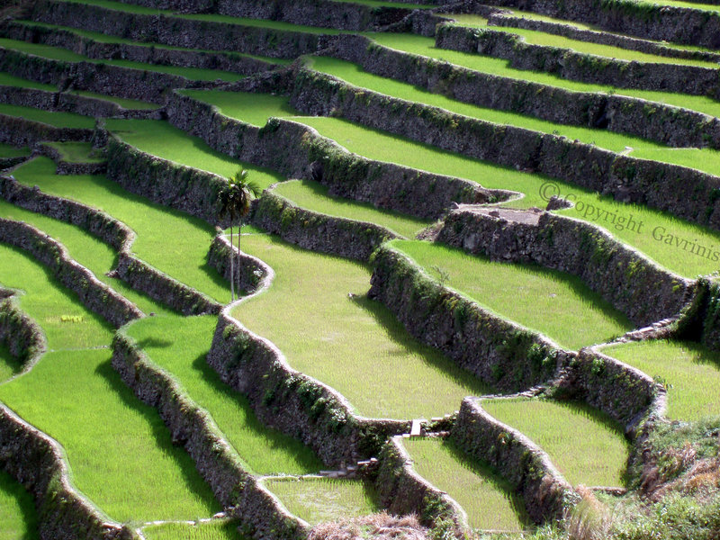 800x600 banaue rice terraces drawing ifugao rice terraces - Banaue Rice Terraces Drawing