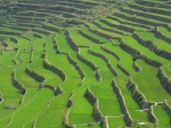 Banaue Rice Terraces Drawing at PaintingValley.com | Explore collection