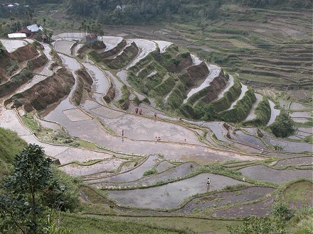 440x330 images and places, pictures and info banaue rice terraces drawing - Banaue Rice Terraces Drawing