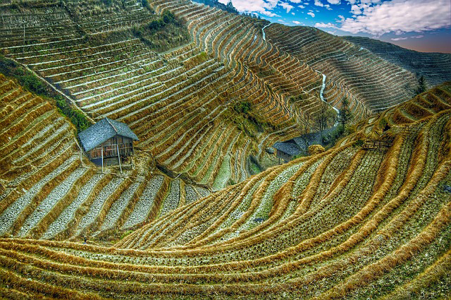 Rice Terraces Of The Philippine Cordilleras Drawing