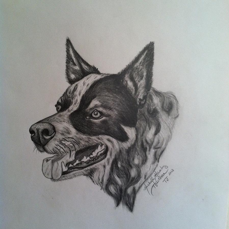 899x900 bandit drawing - Bandit Drawing