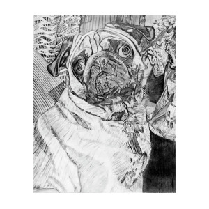 300x300 drawing of bandit drawing - Bandit Drawing