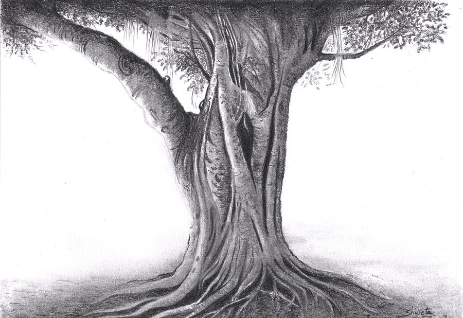 900x618 Banyan Tree Drawing - Banyan Tree Drawing