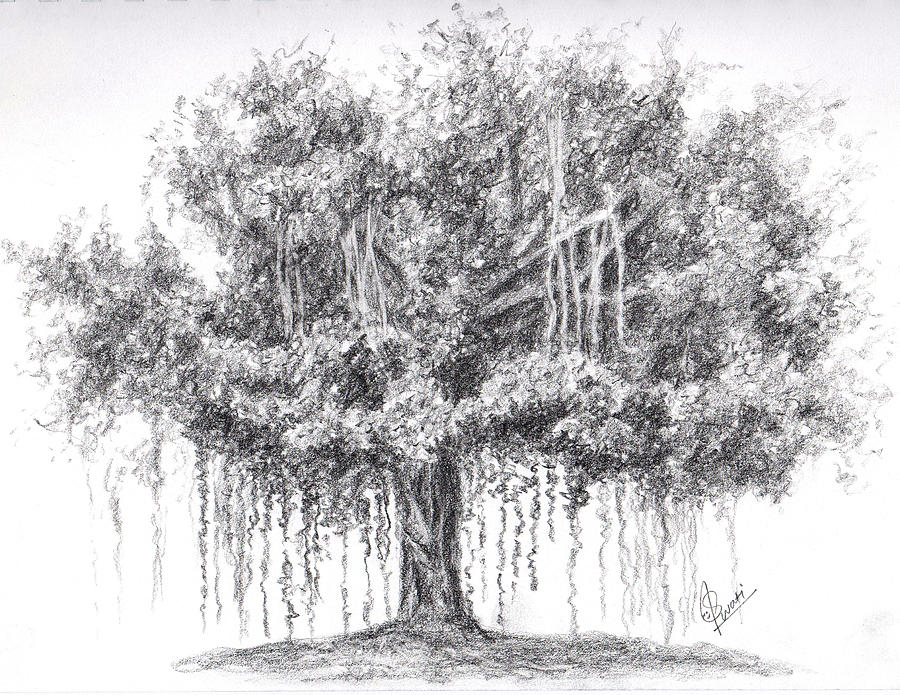 900x695 Banyan Tree Drawing - Banyan Tree Drawing