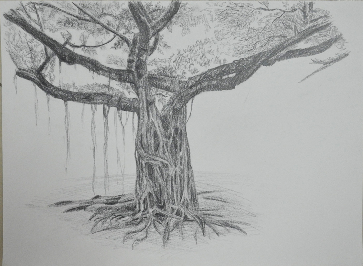 Banyan Tree Drawing at Explore collection of