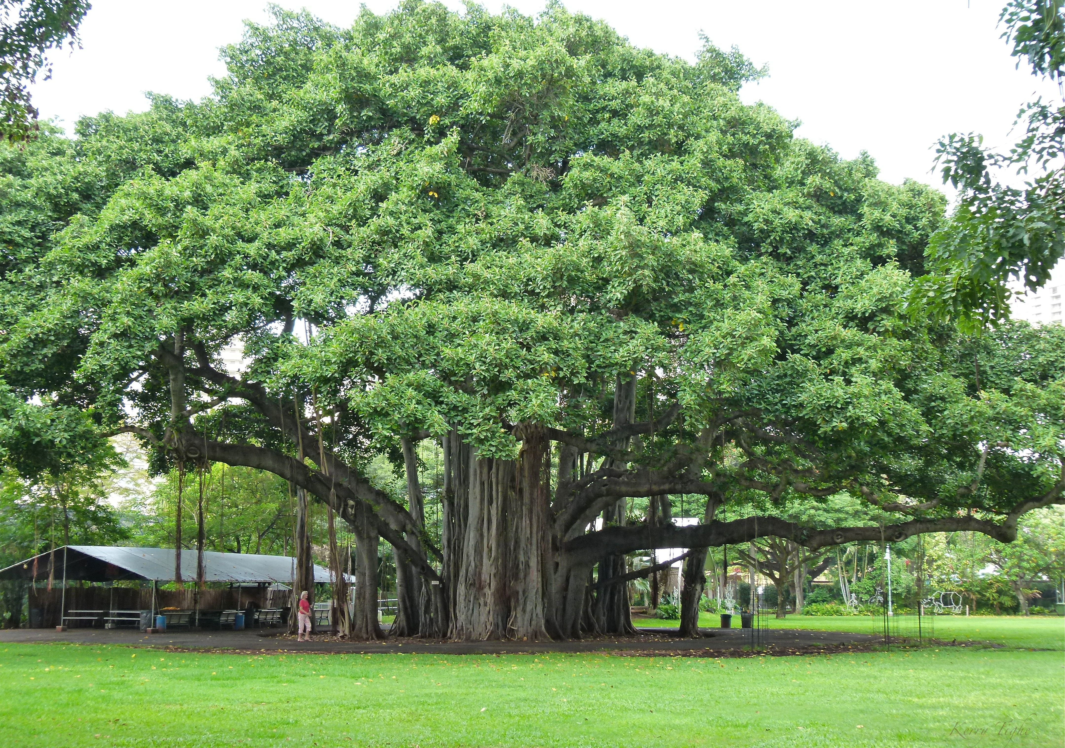 Banyan Tree Drawing At PaintingValleycom | Explore Collection Of