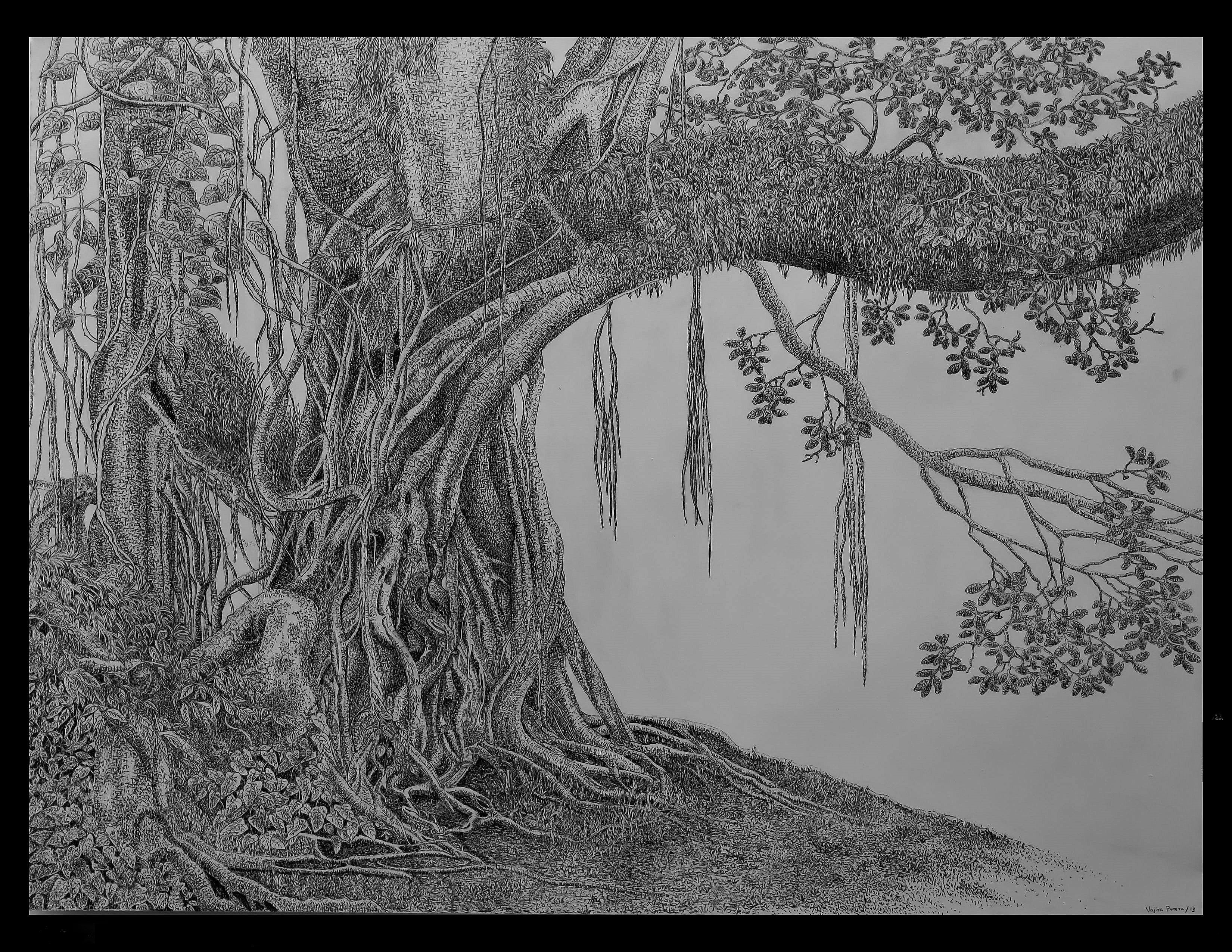 Banyan Tree Drawing. 