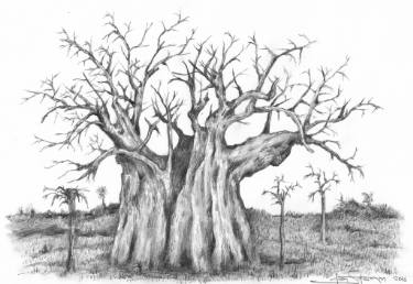 375x258 Baobab Tree Drawing - Baobab Tree Drawing