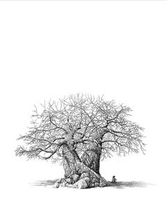 240x317 Baobab Tree Print With Baboon - Baobab Tree Drawing
