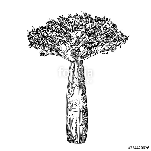 500x500 Baobab Tree Sketch Engraving Style Vector Illustration Stock - Baobab Tree Drawing