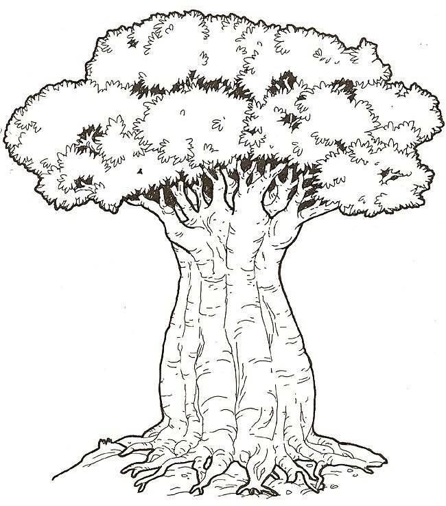 650x737 Coloring Picture Of Baobab Tree Honey Honeylion Coloring - Baobab Tree Drawing