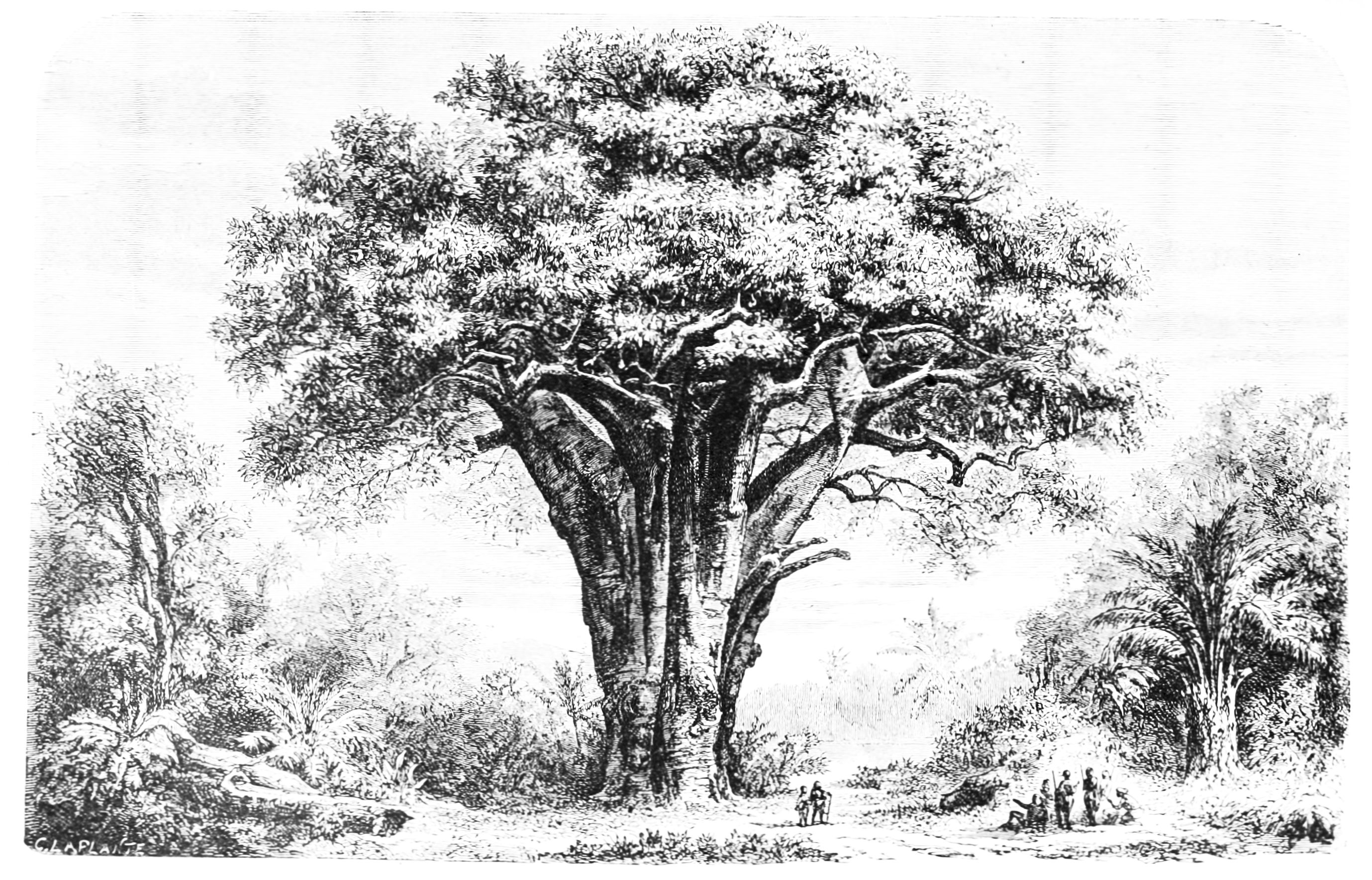 2758x1770 Filepsm Baobab Tree - Baobab Tree Drawing