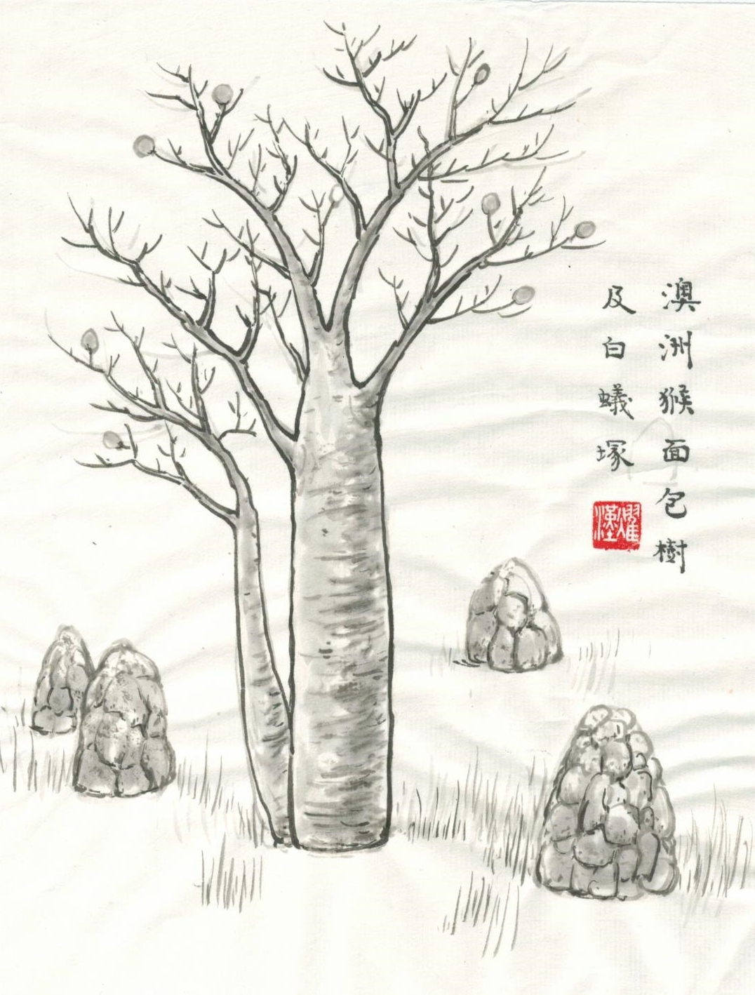 1076x1418 Adansonia Gregorii - Baobab Tree Drawing