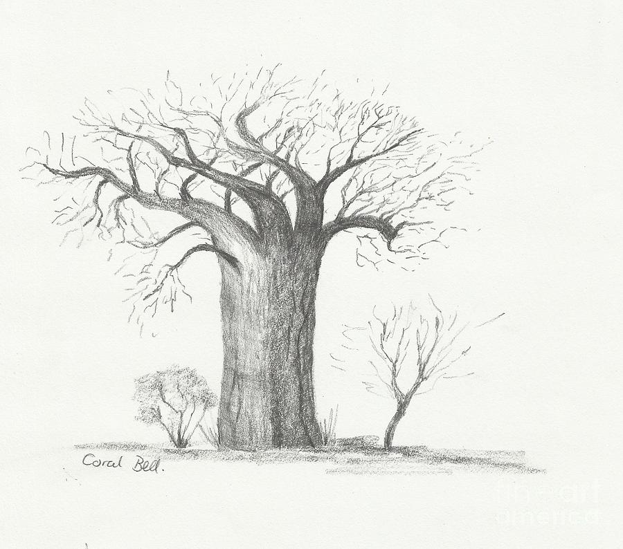 900x794 Lone Baobab Tree Drawing - Baobab Tree Drawing