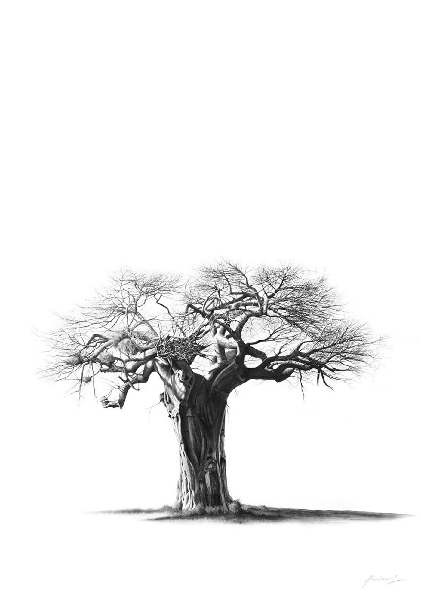 Baobab Tree Drawing at PaintingValley.com | Explore collection of ...