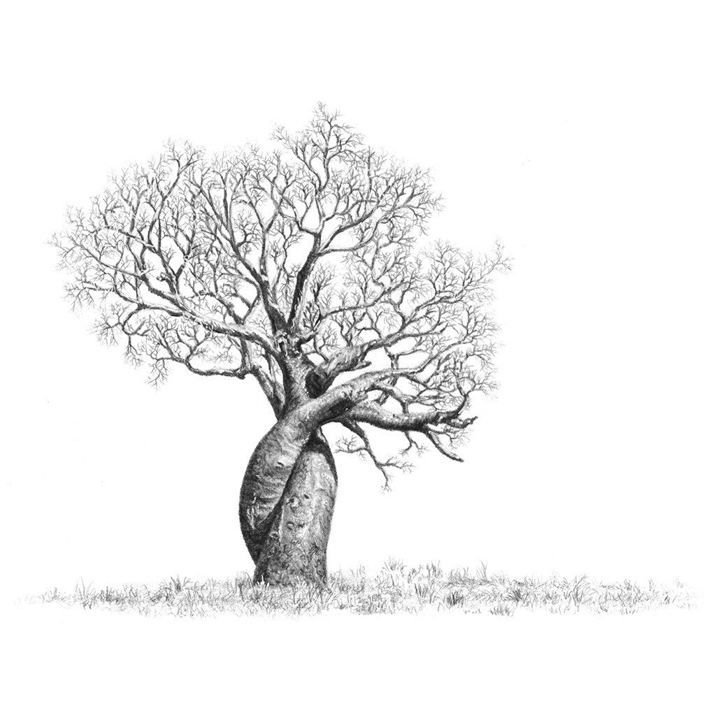 Баобаб дерево нарисовать