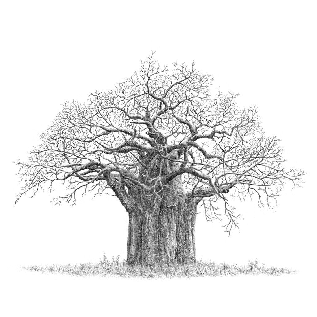 Baobab Tree Drawing at Explore collection of