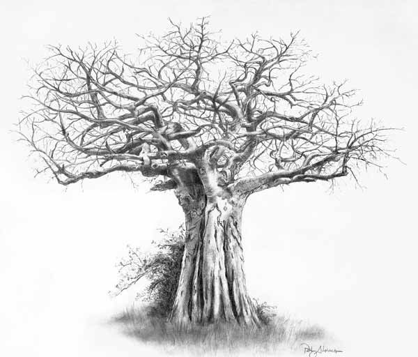 600x512 Pencil Drawing Of A Tree Beautiful Ltbgttree Drawingltgt Examples - Baobab Tree Drawing
