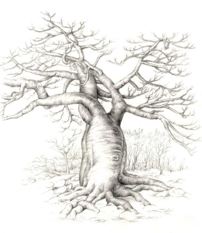 Baobab Tree Drawing at Explore collection of