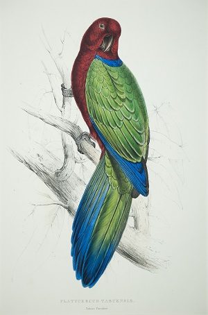 300x454 Drawings Archives - Barber Drawings