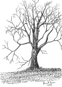 214x300 bare tree drawings fine art america - Bare Tree Drawing
