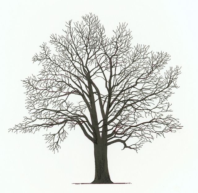 35+ Ideas For Bare Tree Drawing Images | Barnes Family